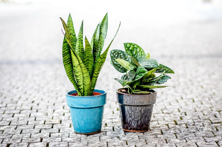 5 pokojovek, které okamžitě zlepší vzduch doma