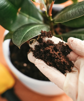 BLOG - Jak pečovat o rostliny na jaře - nový