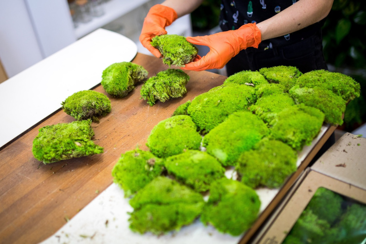 Workshop - Vyrobte si svůj mechový obraz (flexibilní termín)