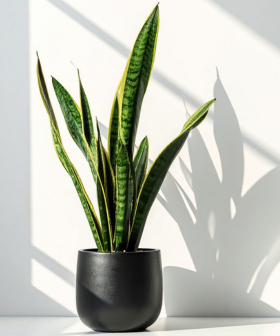 5 pokojovek, které okamžitě zlepší vzduch doma