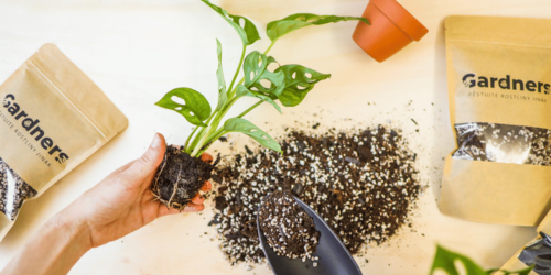 BLOG - Jak pečovat o rostliny na jaře - nový