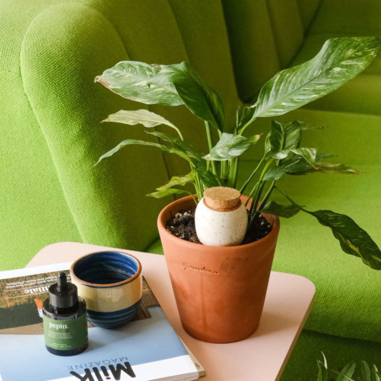 Pepin: promyšlená péče o pokojové rostliny