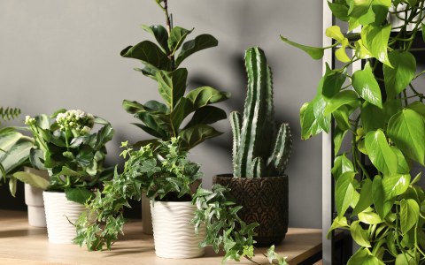 JARO: Probuďte svou džungli _ nový