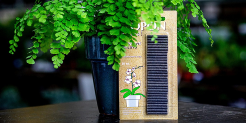 Přesazování pokojových rostlin - nový