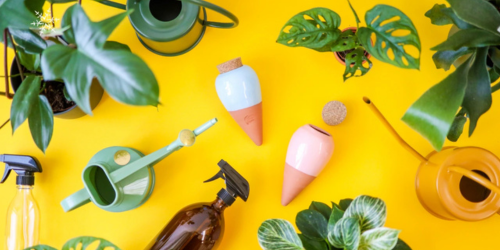 Přesazování pokojových rostlin - nový