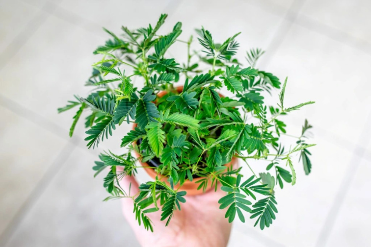 Miluj zeleně: Daruj radost, která vydrží