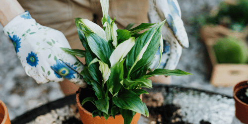 Zelený restar: verze MM