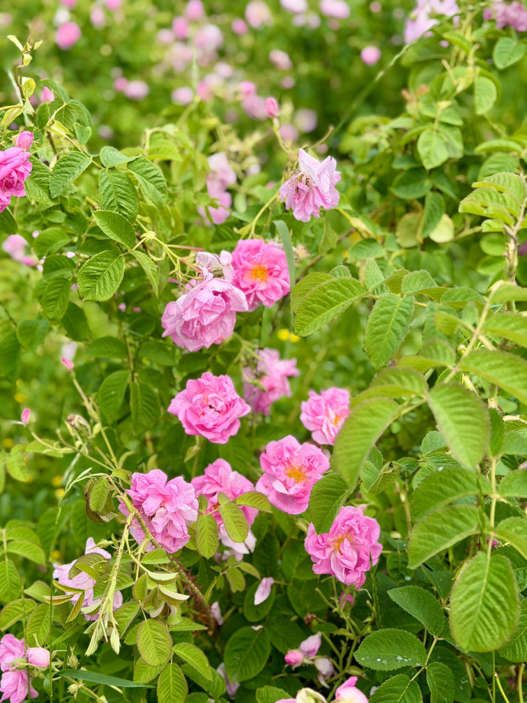 Pure Harmony na cestách: Za vůní růží do srdce Bulharska