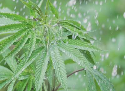 Konopný olej Nervy 26% 30 ml