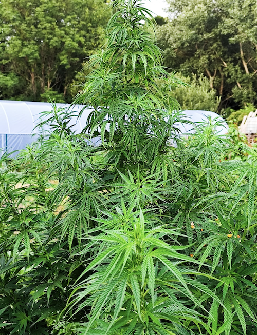 Konopný olej Nervy 26% 30 ml