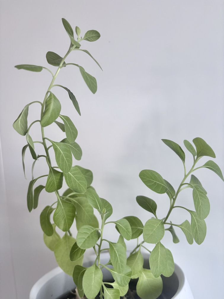 CBD kapsle Ashwagandha a D3