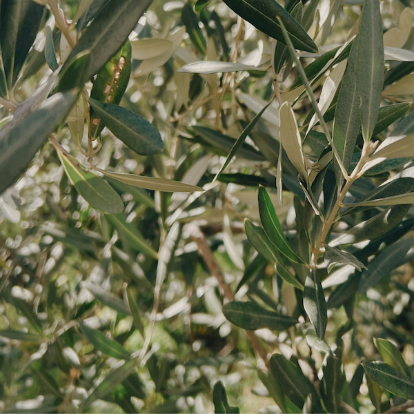 Inhalační tyčinka proti rýmě