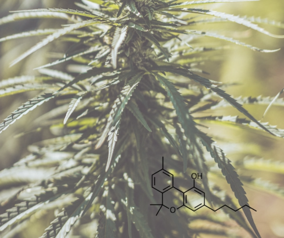 Konopný olej Nervy 26% 30 ml