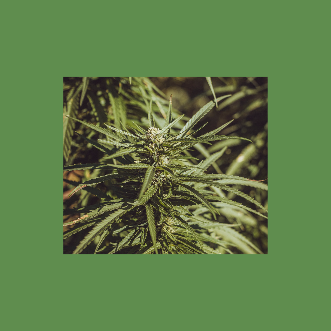 Konopná koupelová sůl borovice a měsíček