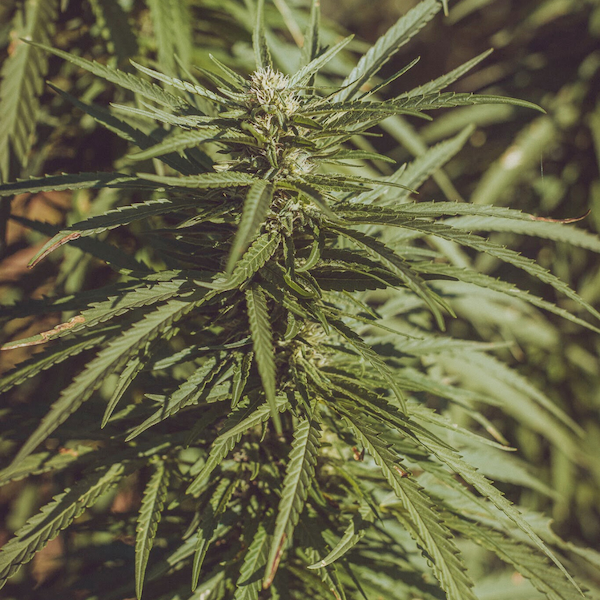 Inhalační tyčinka proti rýmě