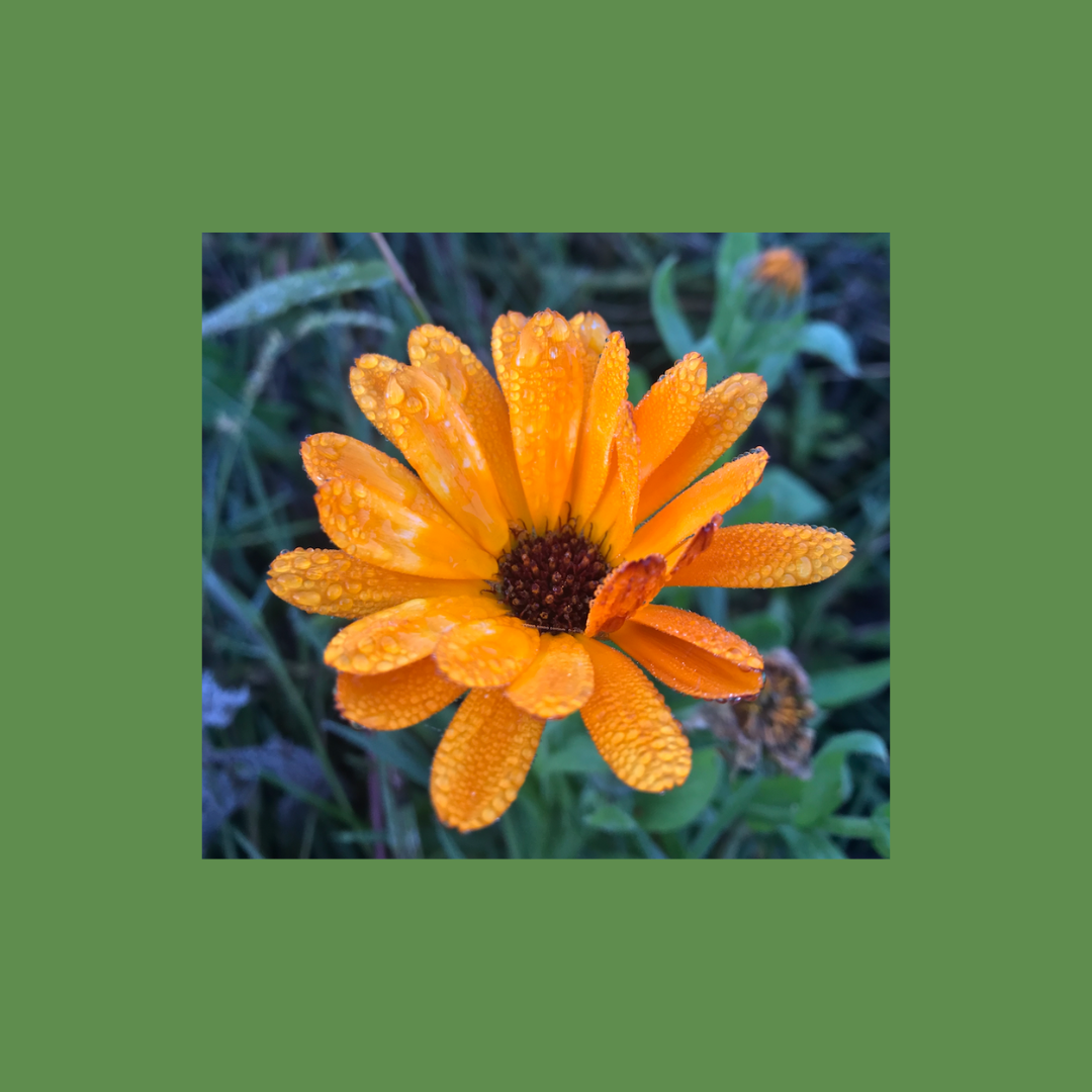 Konopná koupelová sůl borovice a měsíček