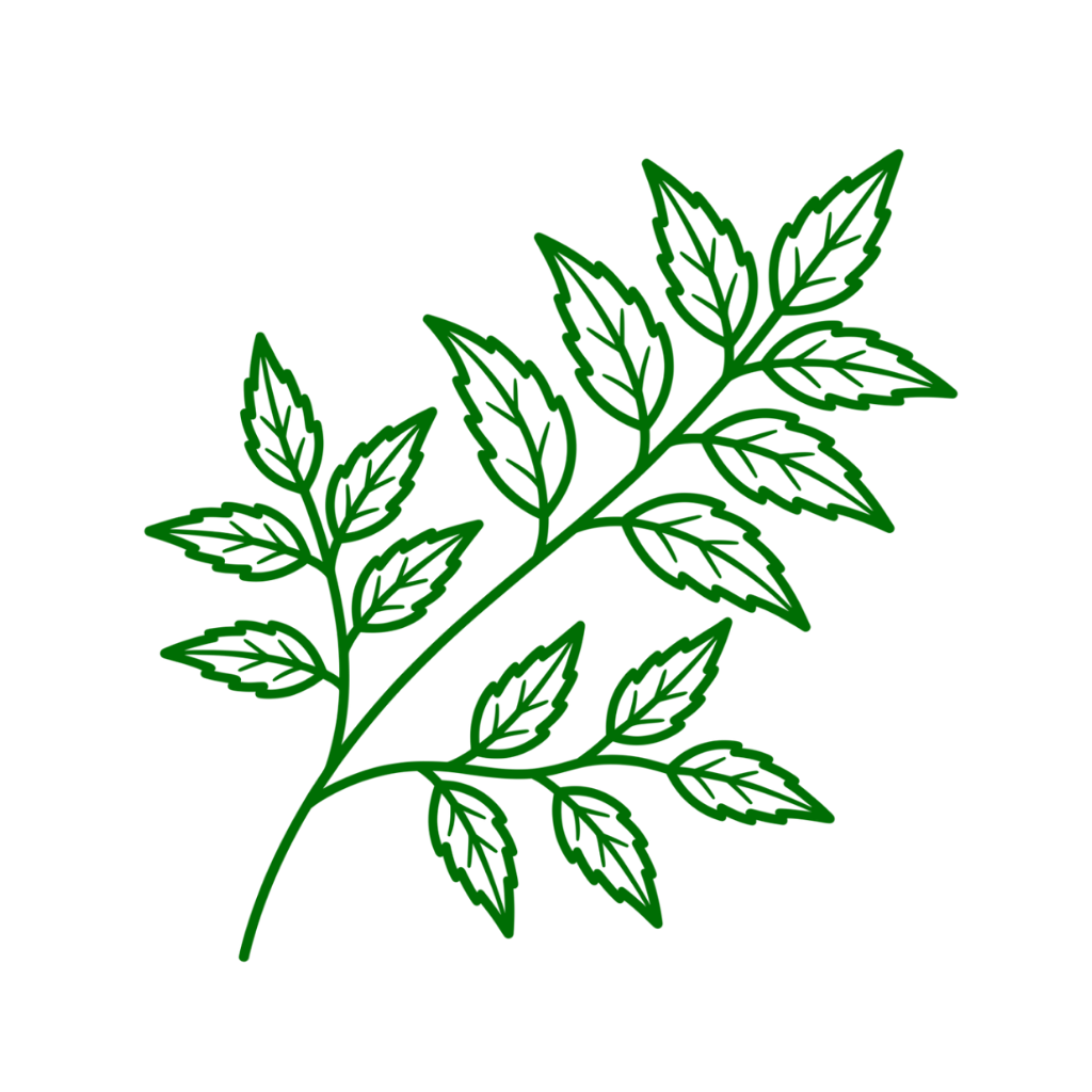 Ayur Clean, 50 kapsúl, Siddhalepa