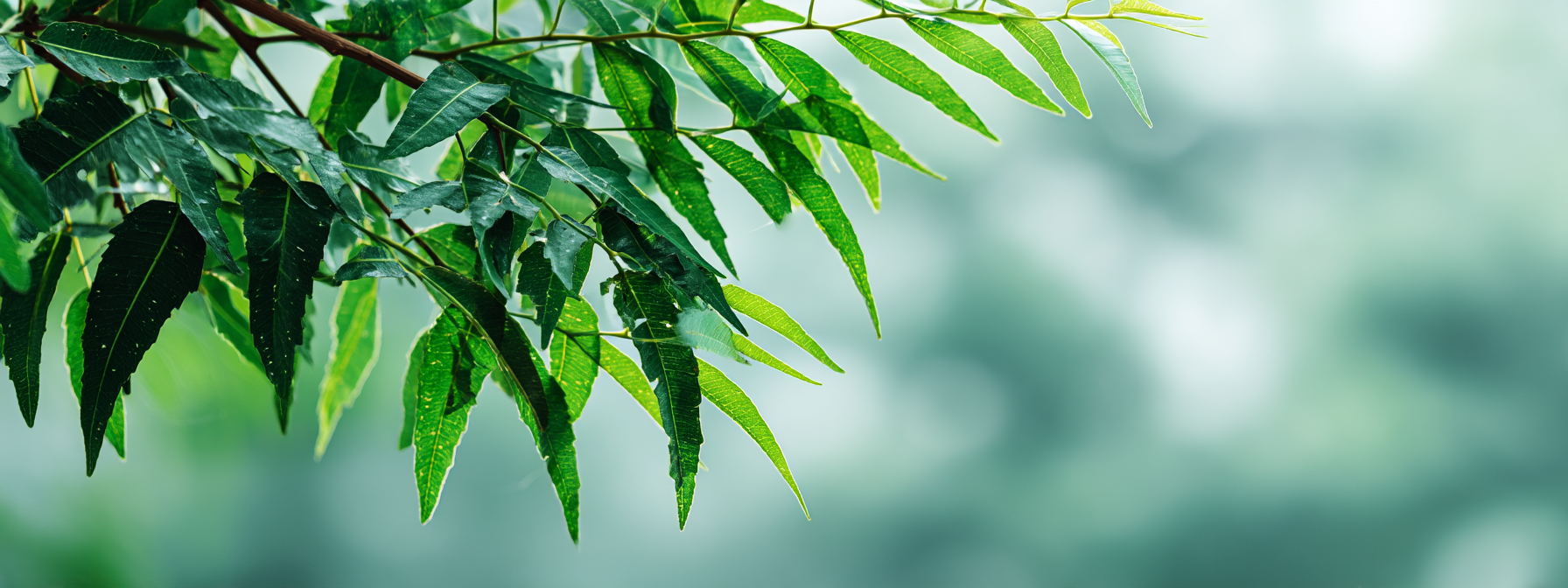 Zubní pasta Neem a hřebíčkem, 125 g, Healing Nature