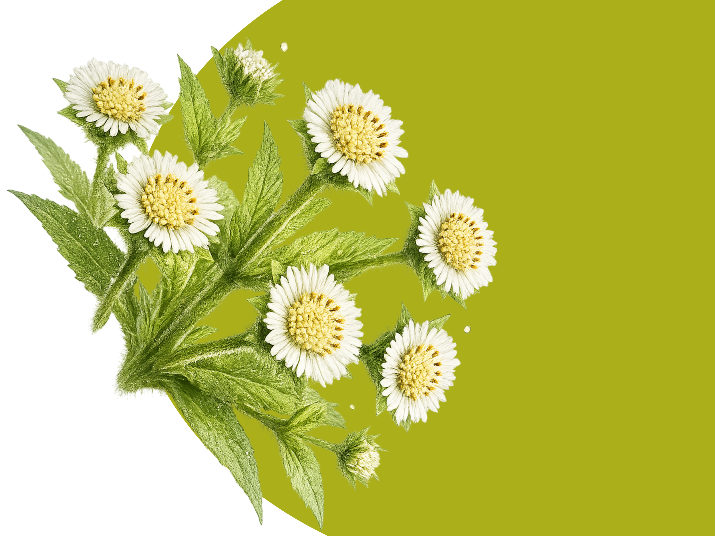 Ájurvédský olej Vlasy Maha Bhringraj, 100 ml, Sattva