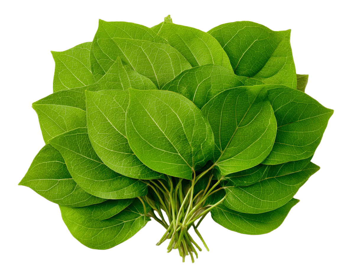 BIO čaj Dlouhověkost - Guduči, 24 sáčků, Day Spa