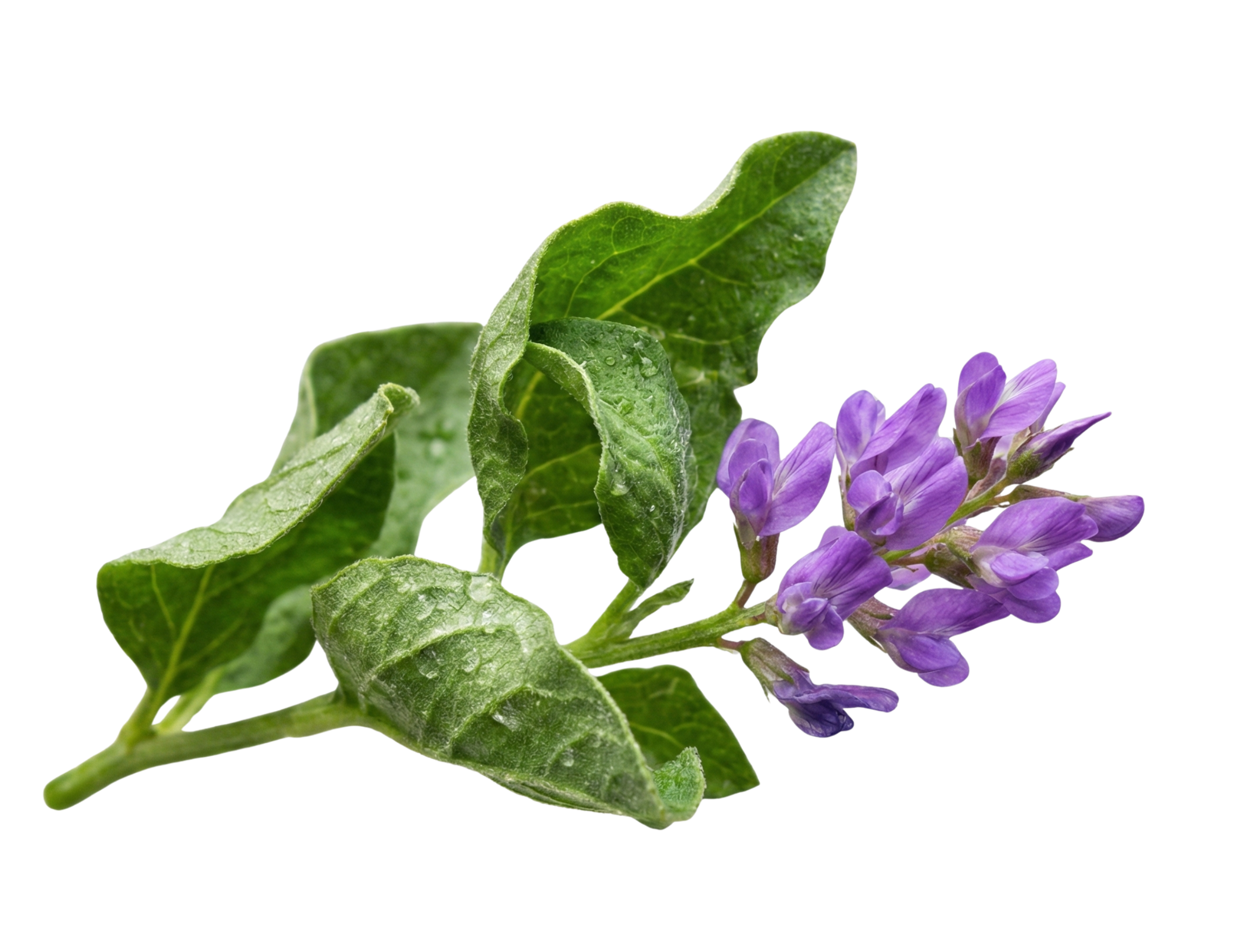 Pro-age denní pleťový krém, 50 ml, Sattva