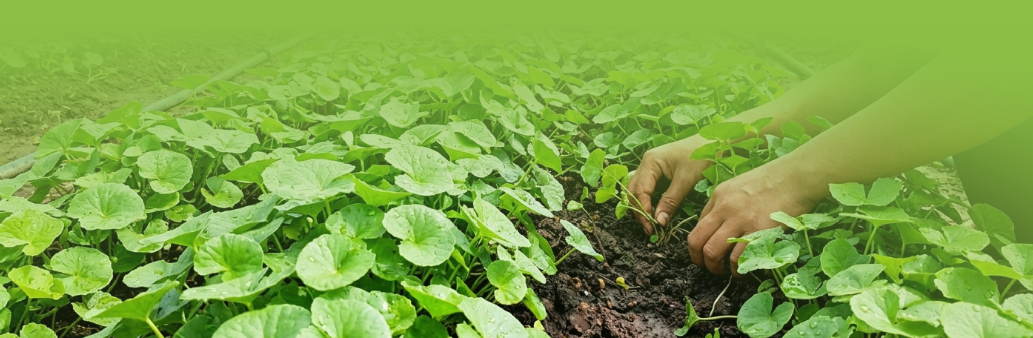 Gotu Kola, bylinné kapky, 30 ml, Nature's Answer