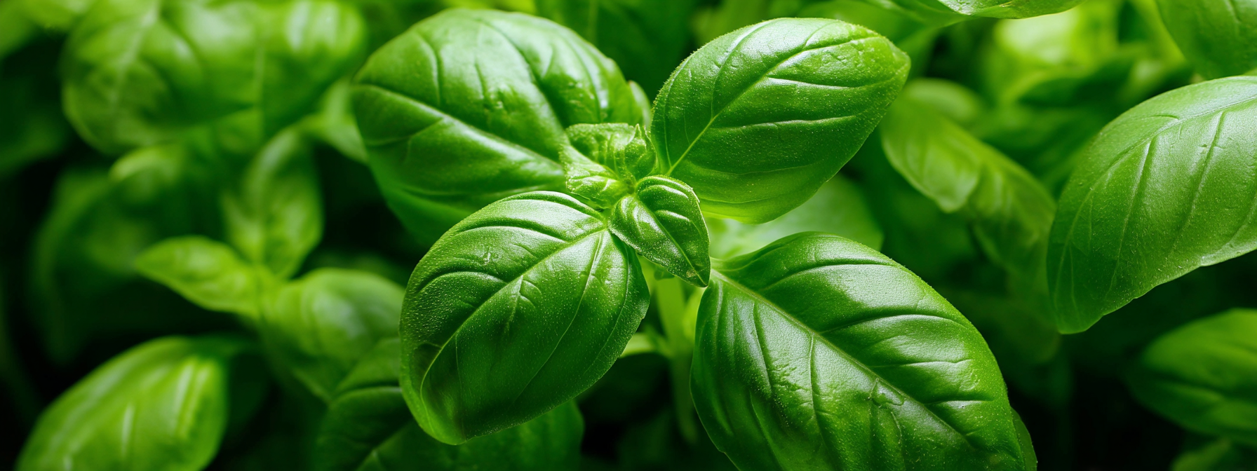 Zubní pasta Fresh breath s Tulsi, 100 ml, Dabur