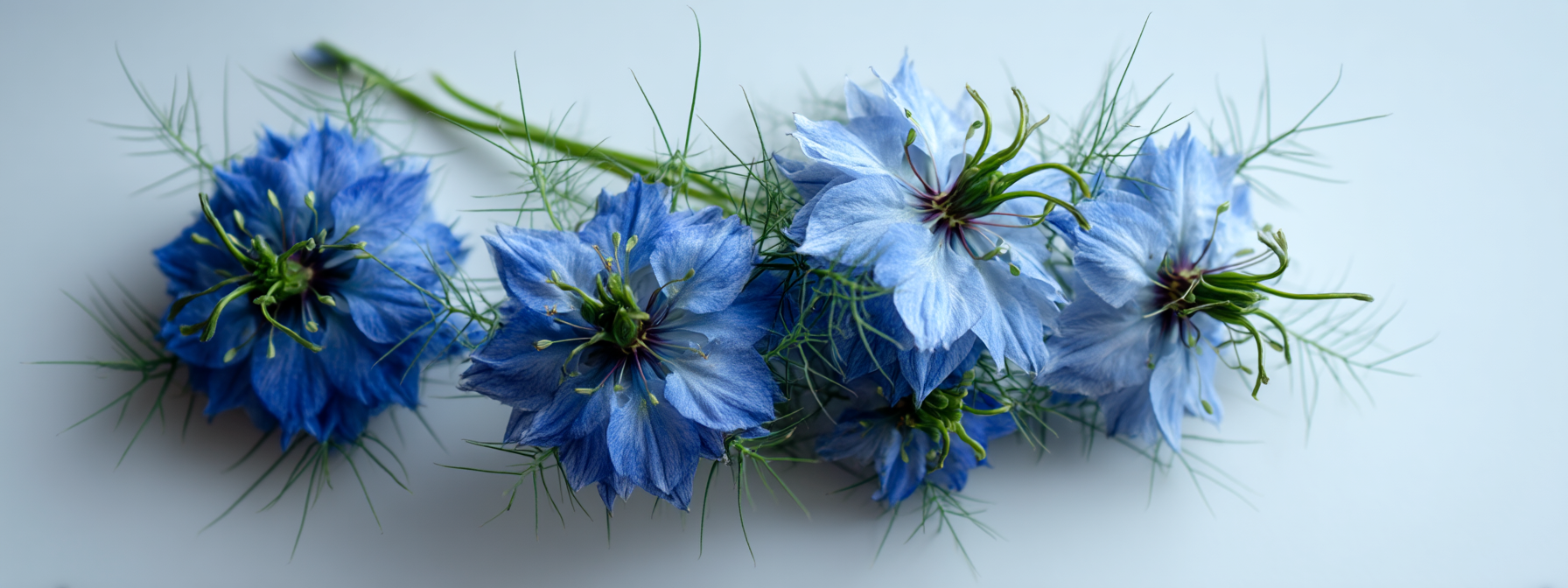 Zubní pasta Miswak a černucha, 100 ml, Dabur