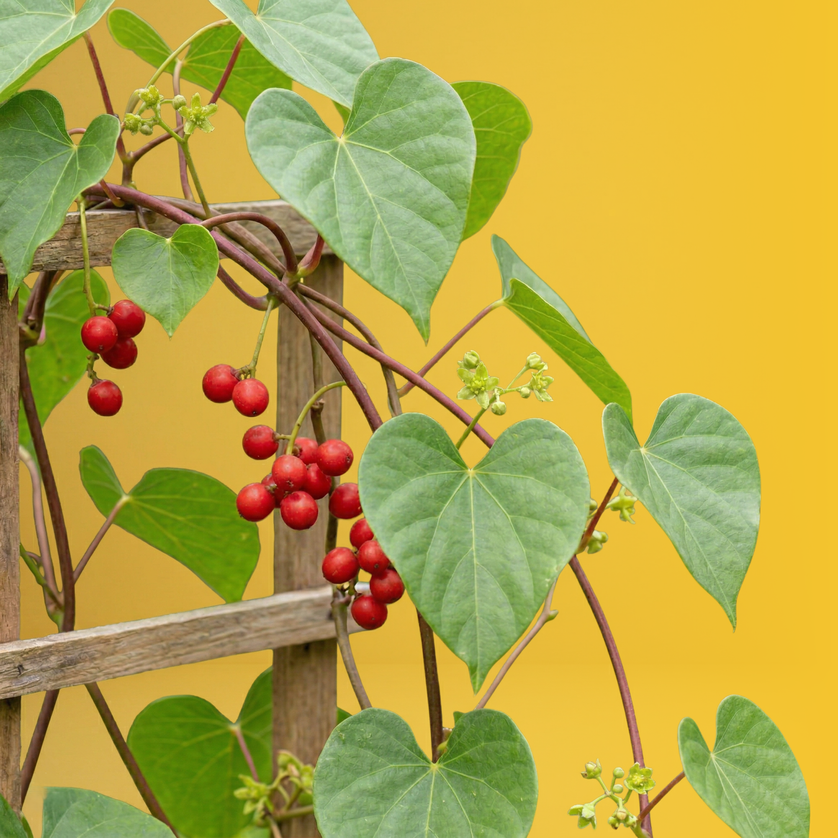 Čavanpraš (Chyawanprash) 3×Immunity, 500 g / 950 g Dabur