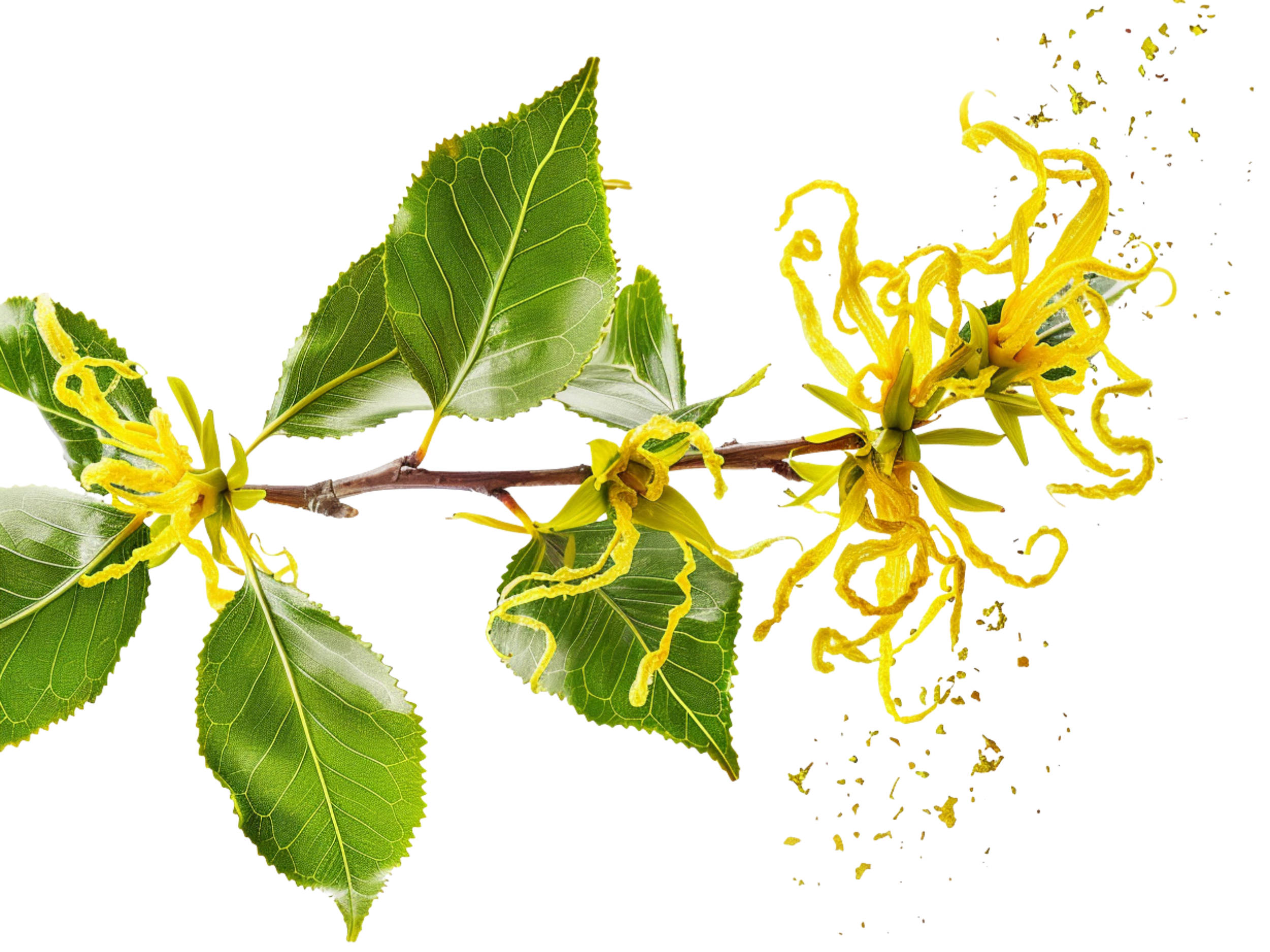 Pro-age Ájurvédský krém proti akné a pupínkům, 50 ml, Sattva