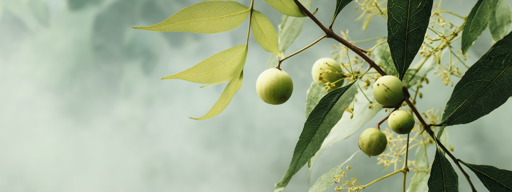 Zubní pasta Sudantha, 80 g, LINK