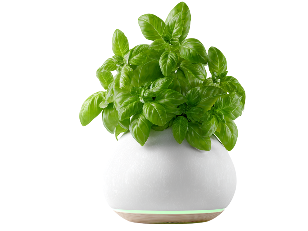 100% BIO Esenciální olej Bazalka pravá, 10ml, Vitie