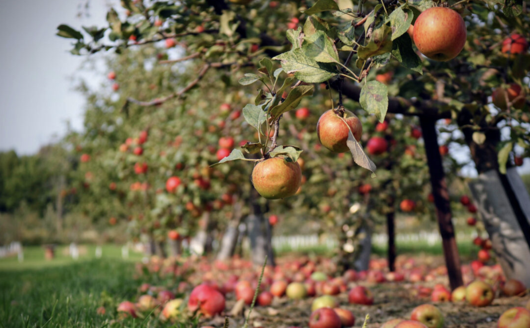 METHOD tekutý na praní Orchard fruit 1,5l