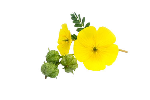 Augeri EREXAN Standard 685mg 15 kapslí