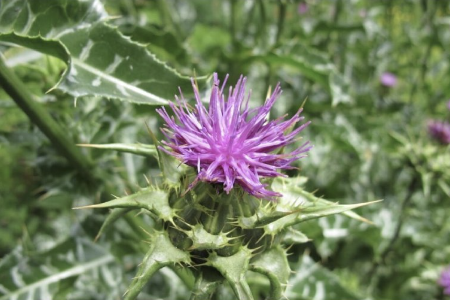 Herbs Energy Ostropestřec Mariánský + Právenka Latnatá, 120 kapslí