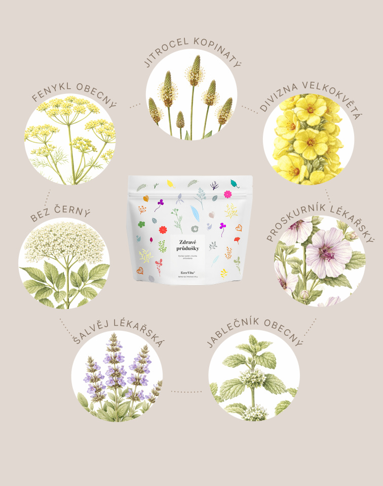 Bylinný čaj Zdravé průdušky