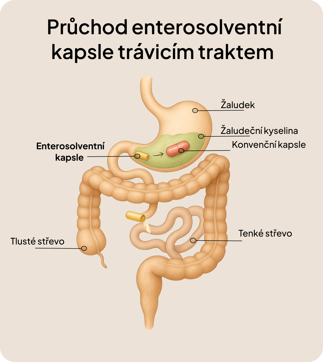 Daily Biotics – 10 miliard CFU pro podporu trávení