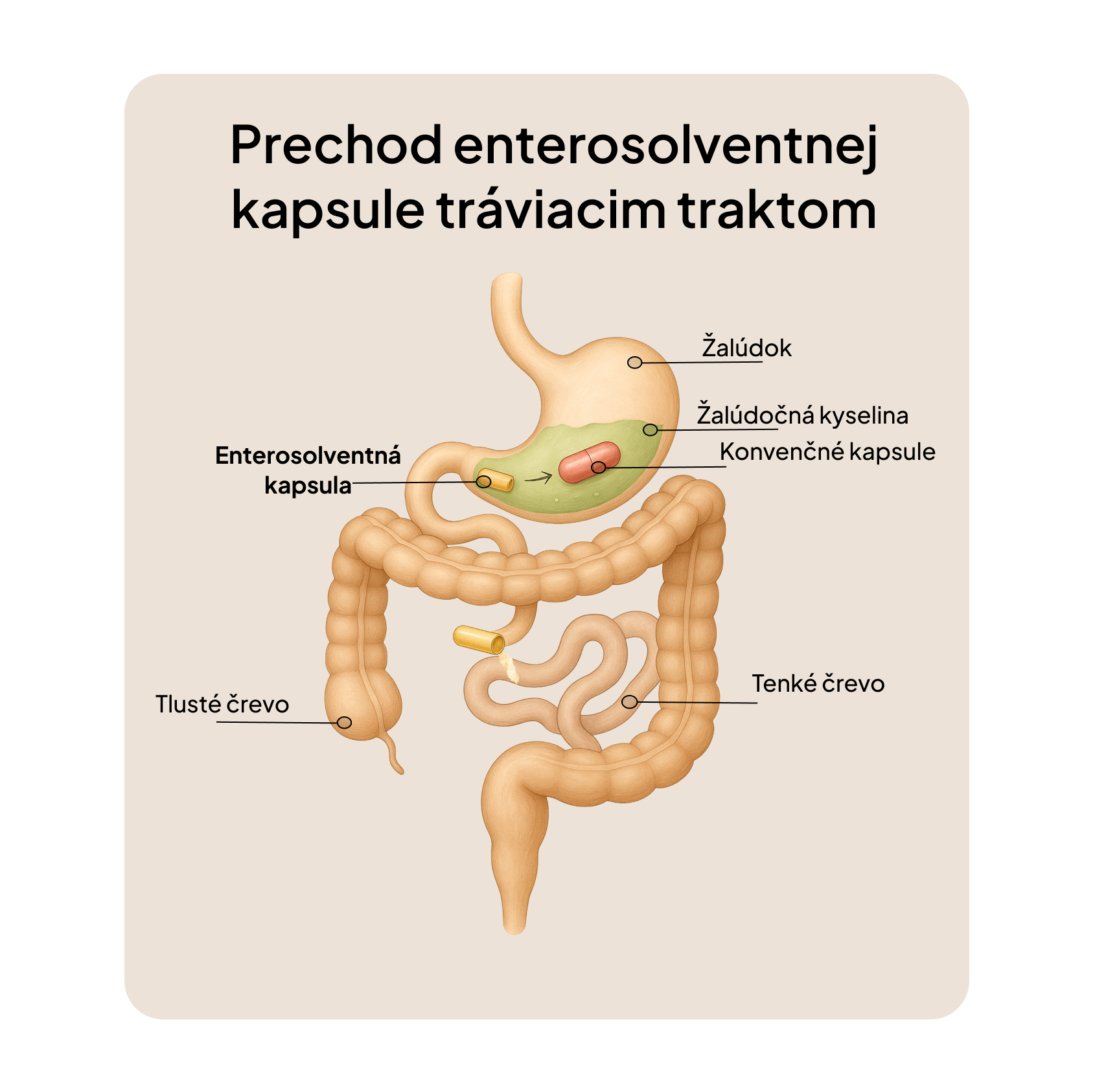 Daily Biotics – 10 miliard CFU pro podporu trávení