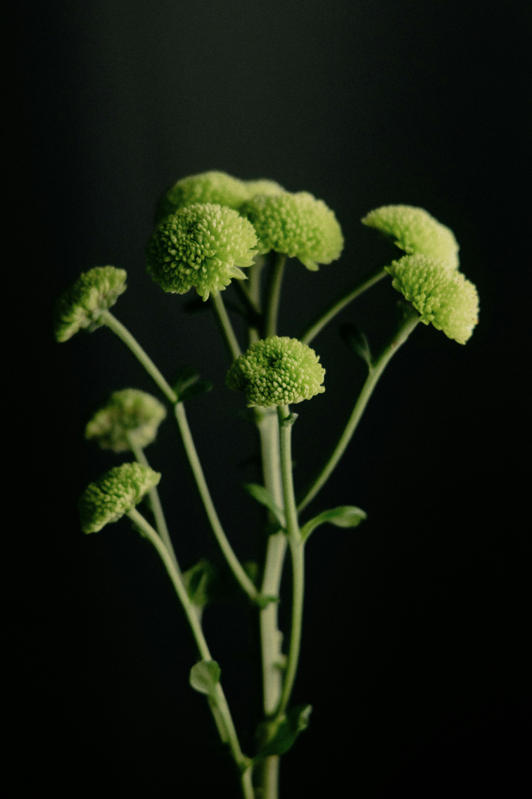 EstroHelp - produkt na bázi rostlinných látek, N-acetylcysteinu a vitamínu B6, 30 kapslí