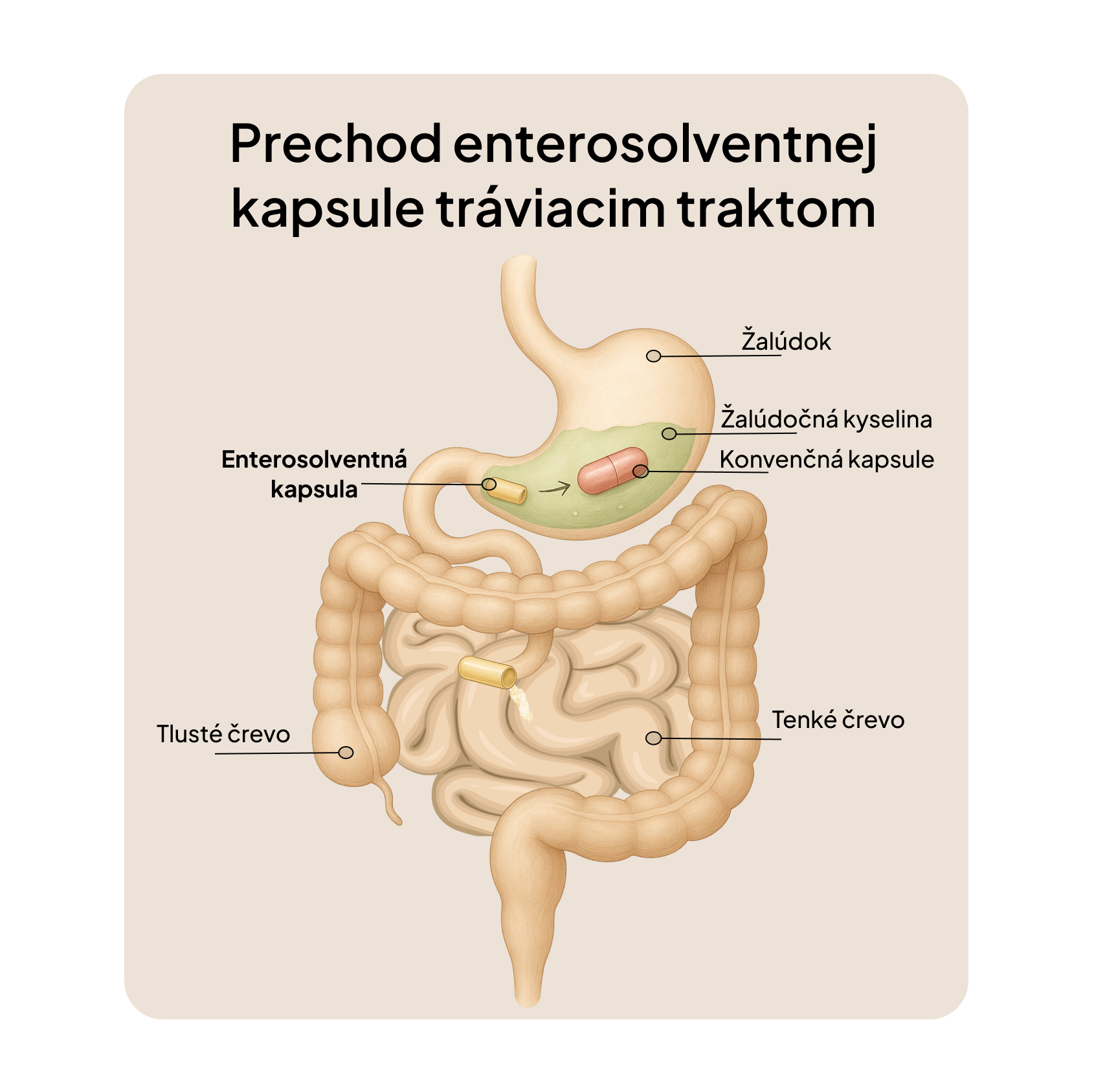 Skin Biotics – probiotický komplex s antioxidanty pro zdravou a odolnou pokožku