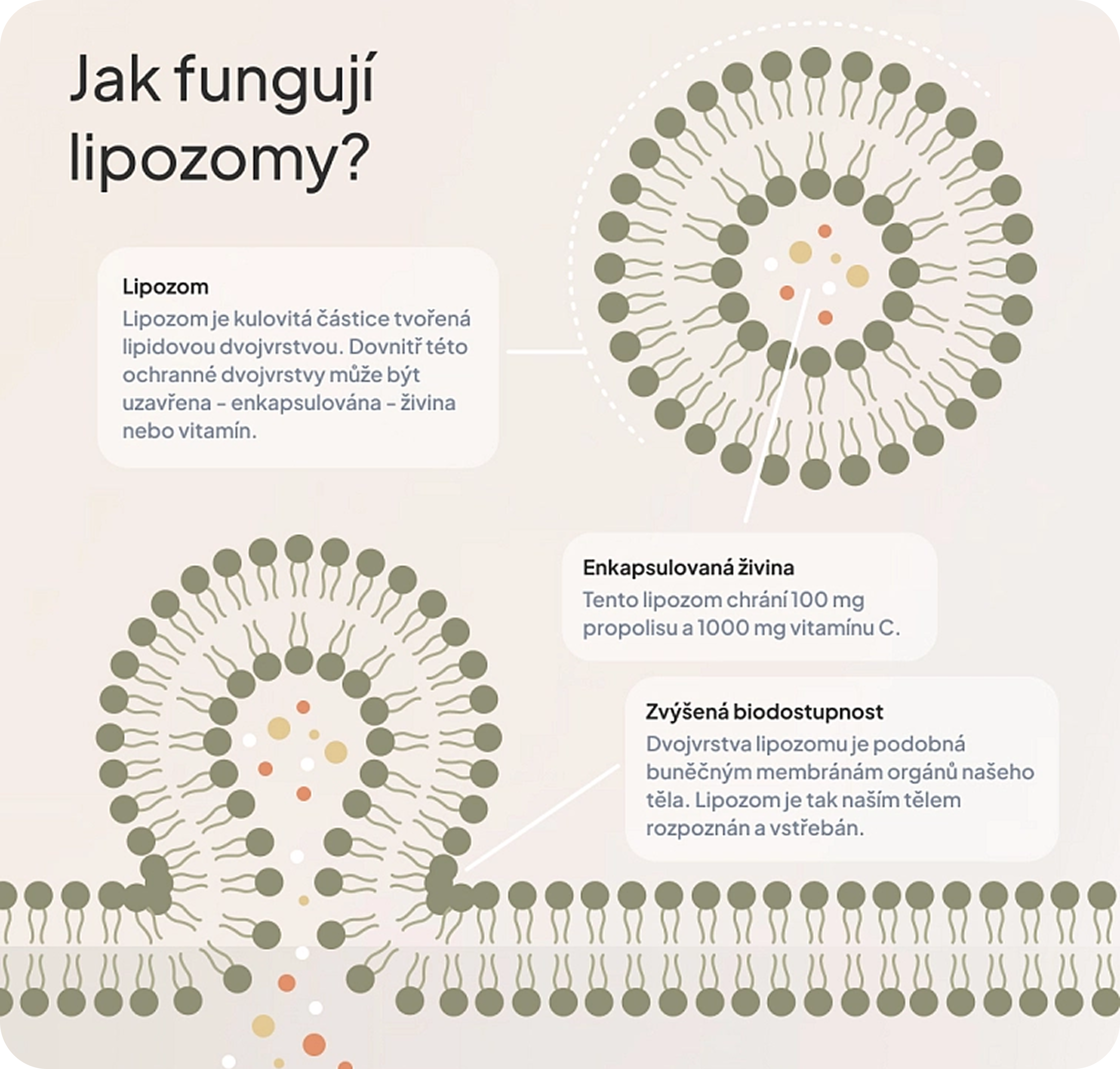 Céčko a podzim: Váš průvodce k neotřesitelné imunitě a energii
