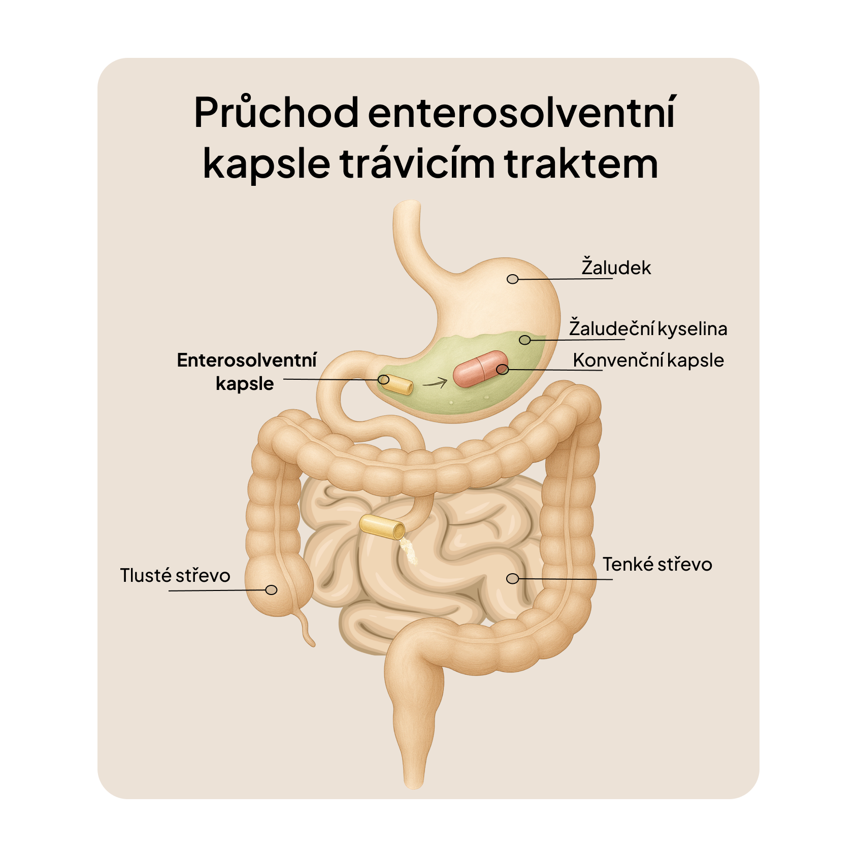 Skin Biotics – probiotický komplex s antioxidanty pro zdravou a odolnou pokožku
