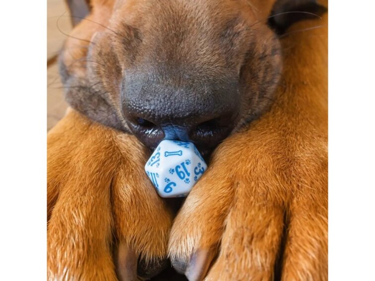 Sada psích kostek - Modrá