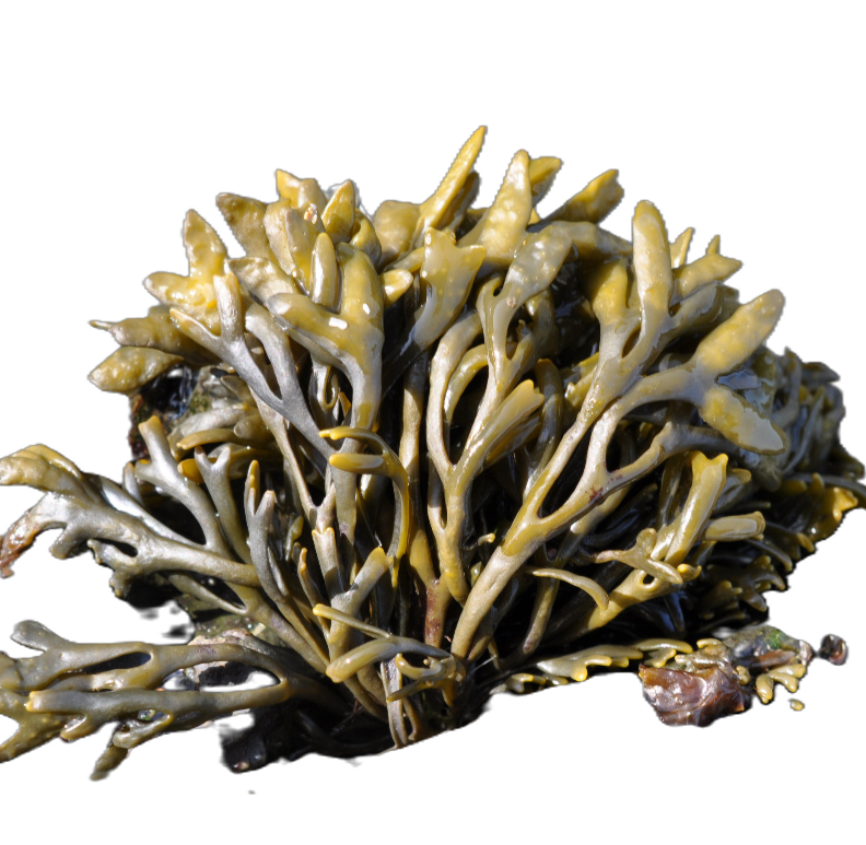 INTENSIVE HYDRATING Šampón