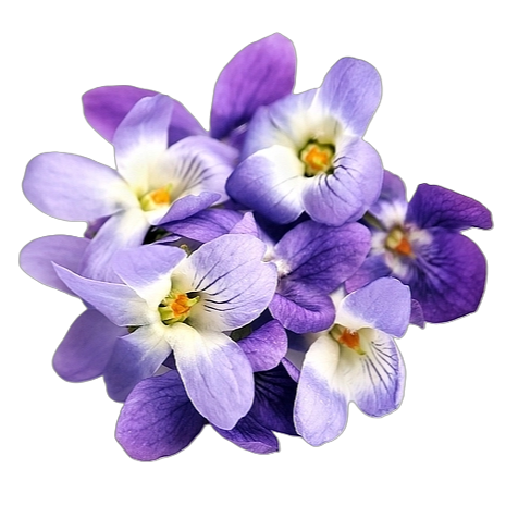 MANDARIN MUSK MINERAL NOTES Dárková kazeta