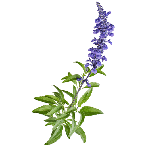 SAGE SEAWEED SALT Sprchový gel