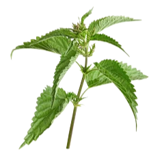 GREEN TEA Šampon