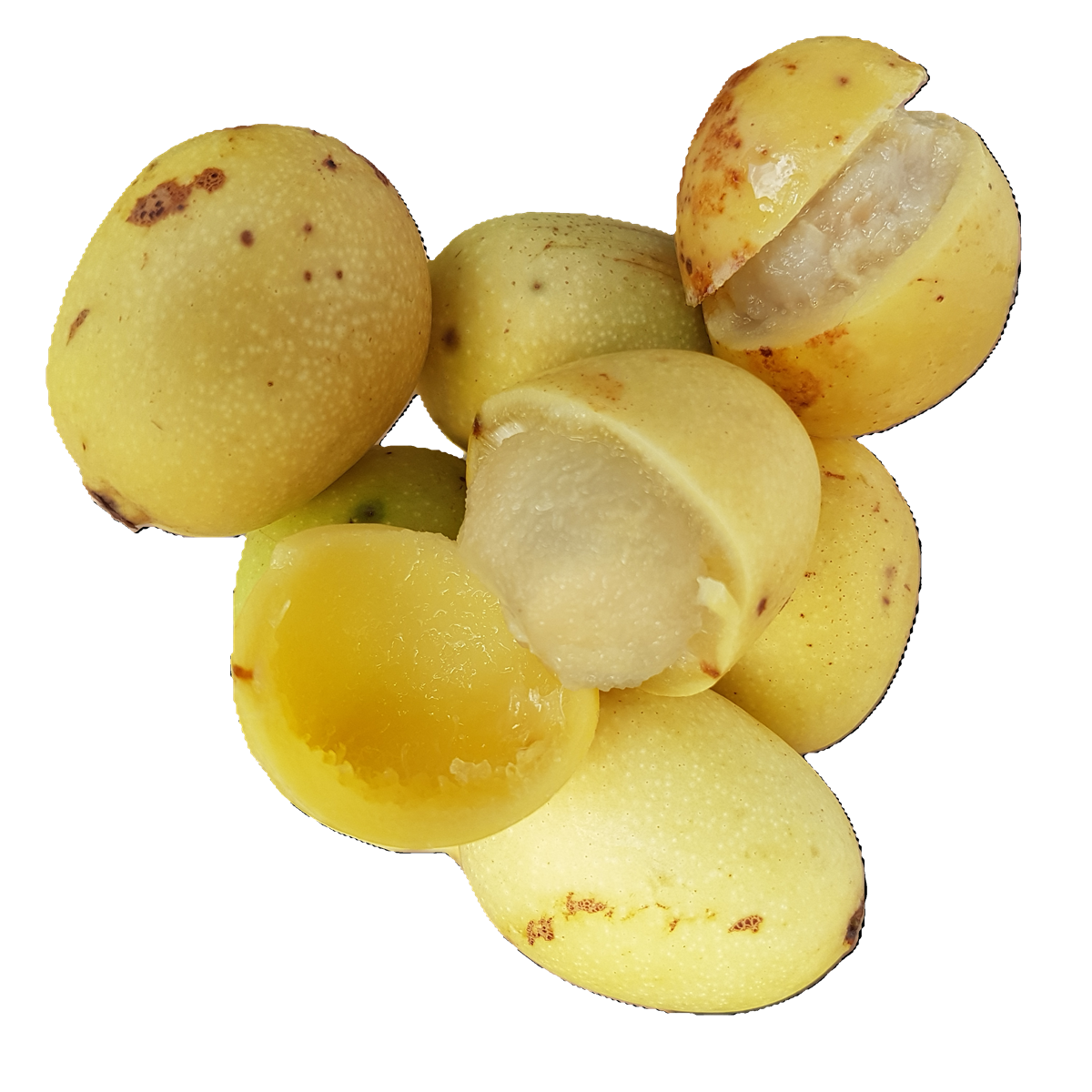 MARULA Therapy Elixír