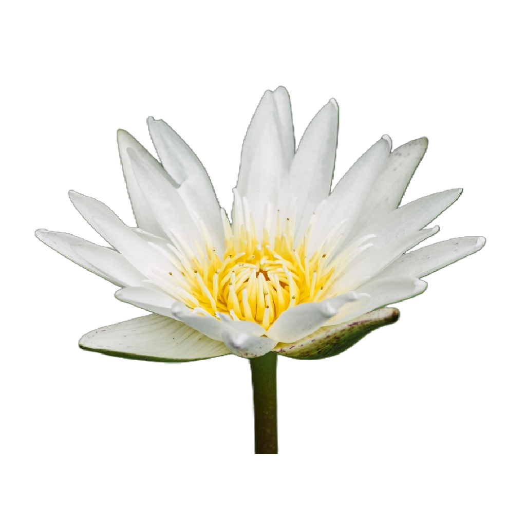 GREEN TEA APPLE LIME Tělový balzám