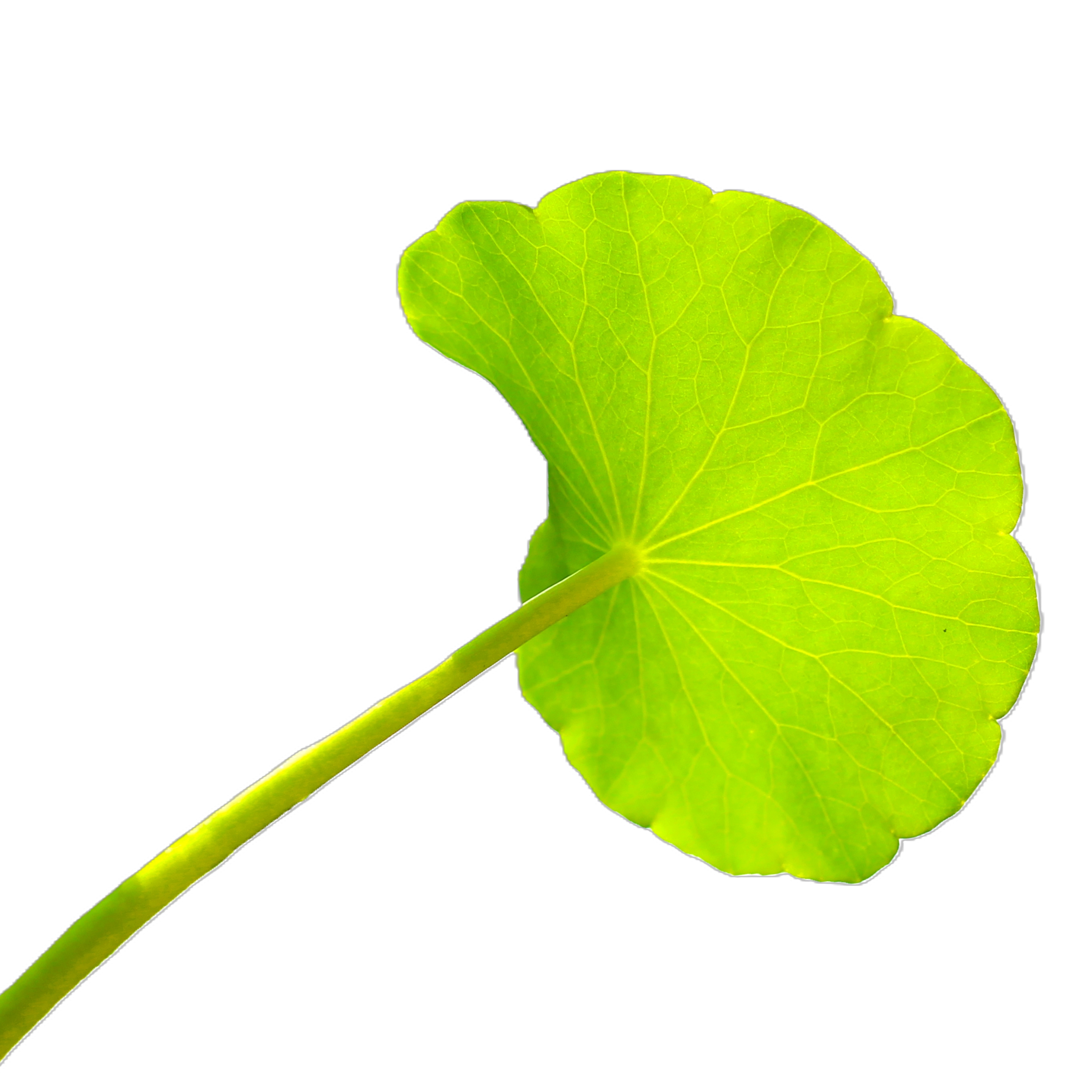 LIFTING EXPRESS Hydrogelová maska